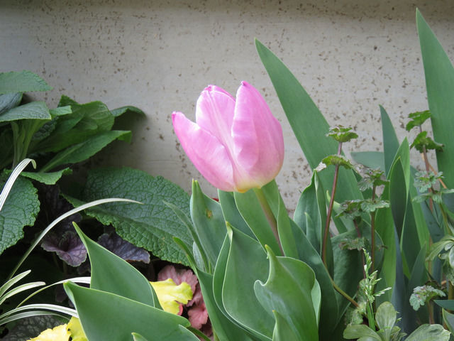 花壇に植えたピンクのチューリップ