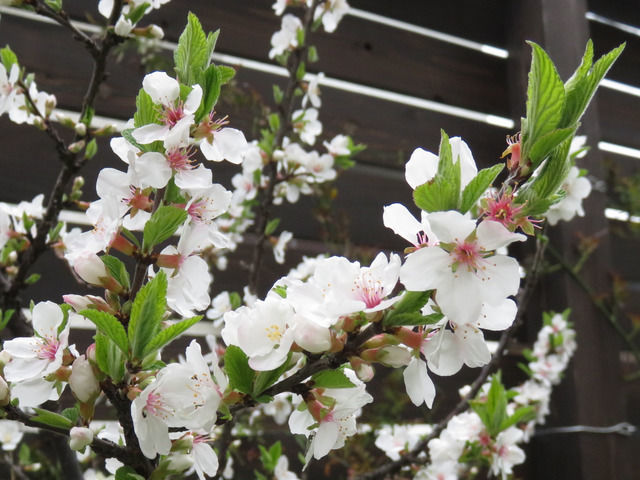 ユスラウメの花のアップ