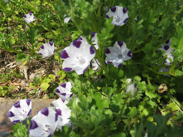 ネモフィラ・マキュラータの花