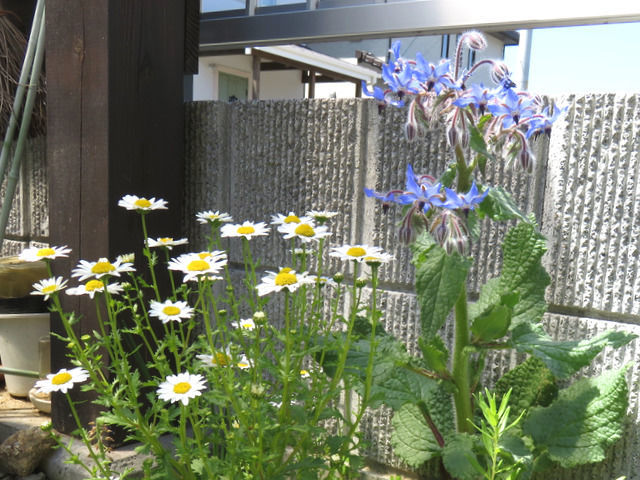 ボリジとノースポールの花