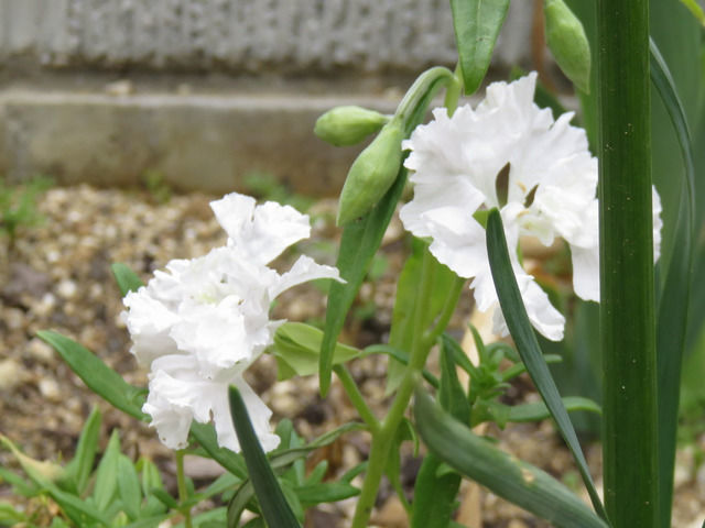 白いクラーキア・プルケラの花