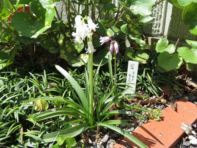 シラー・カンパニュラータの花