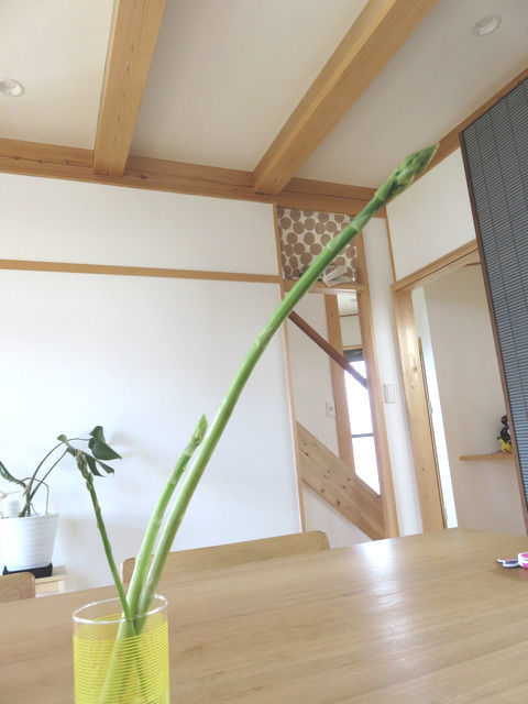 収穫したアスパラ