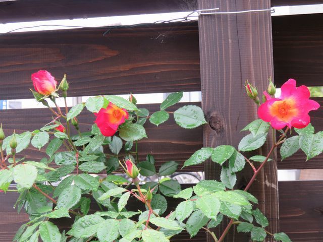 2019年4月30日のカクテルの花