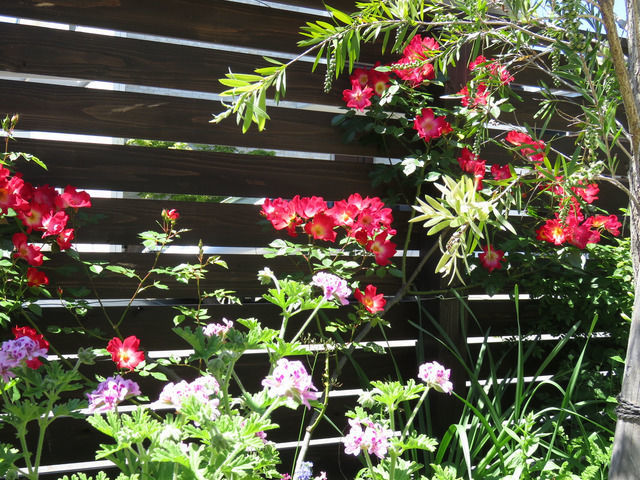 カクテルの満開の花