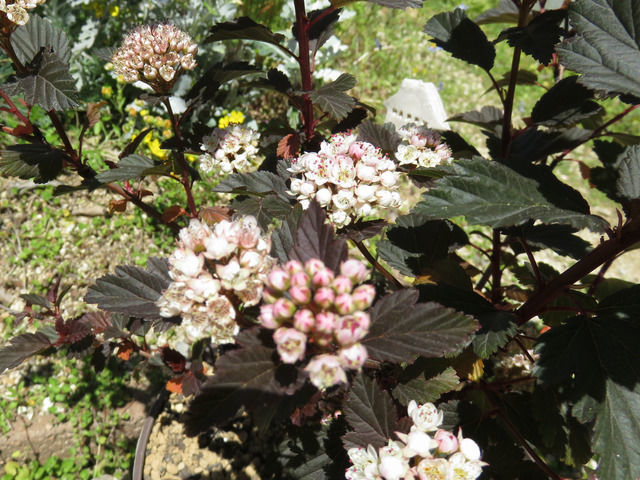 ディアボロの花のアップ
