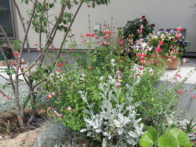 チェリーセージの花が咲いている玄関先の植栽