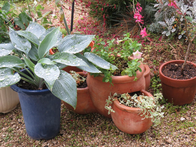 庭に置いている植木鉢や寄せ植えの写真