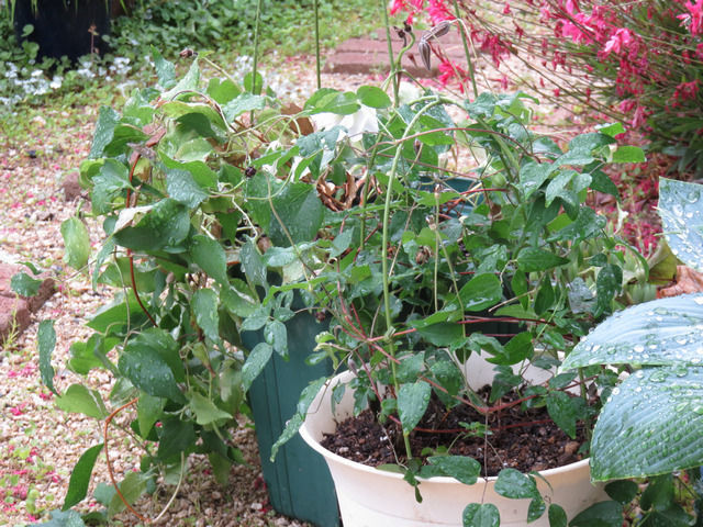 クレマチスの植木鉢が2つ並んだ様子