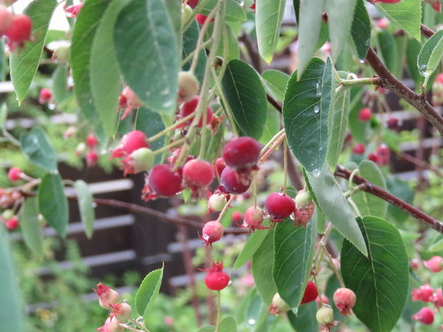 真っ赤なジューンベリーの実