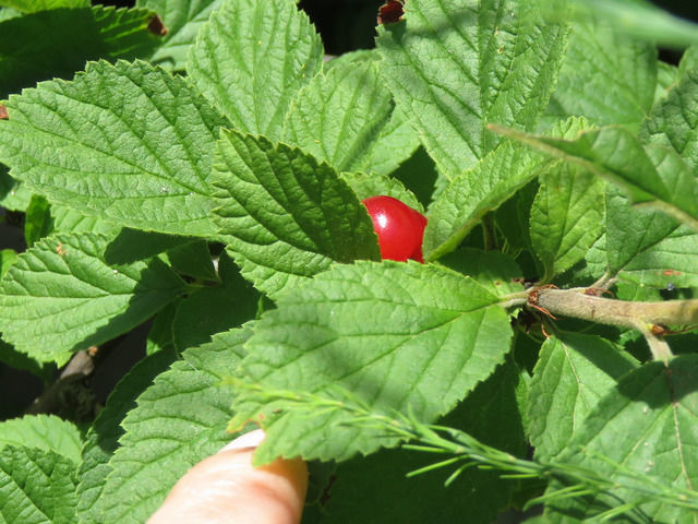 一粒だけ実ったユスラウメ