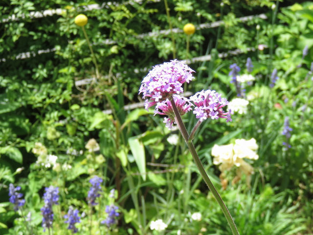 三尺バーベナの花のアップ