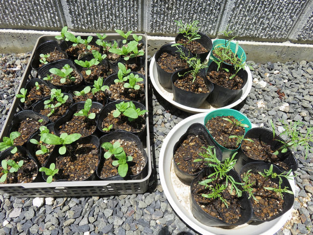 春まき種の様子