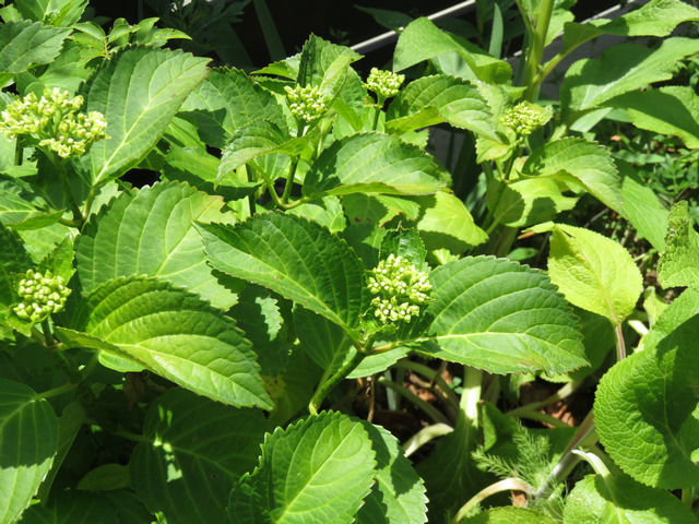 アジサイのつぼみ