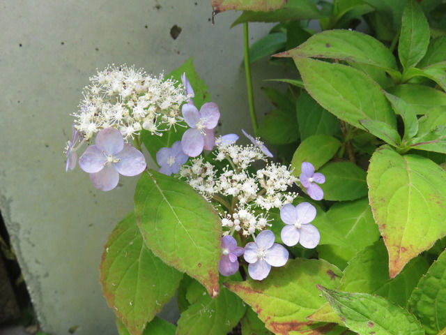 ヤマアジサイ 土佐の霧雨の花