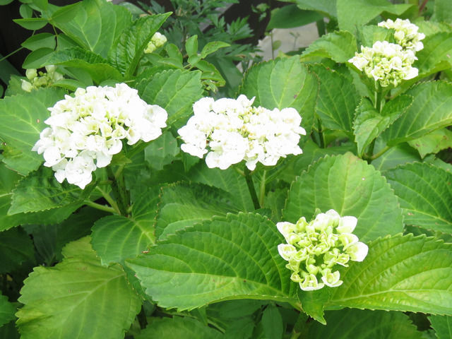 白いアジサイの花の画像