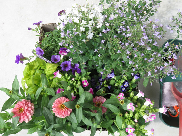 購入した夏の花たち