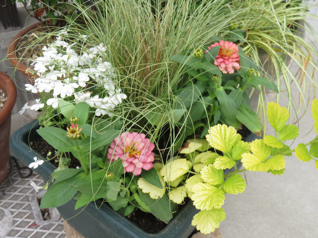 グラス カレックスとジニアの寄せ植え