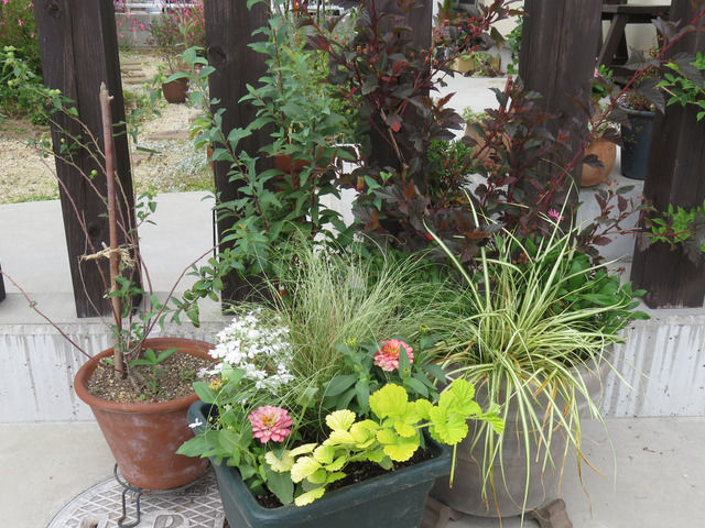 寄せ鉢にしている様子