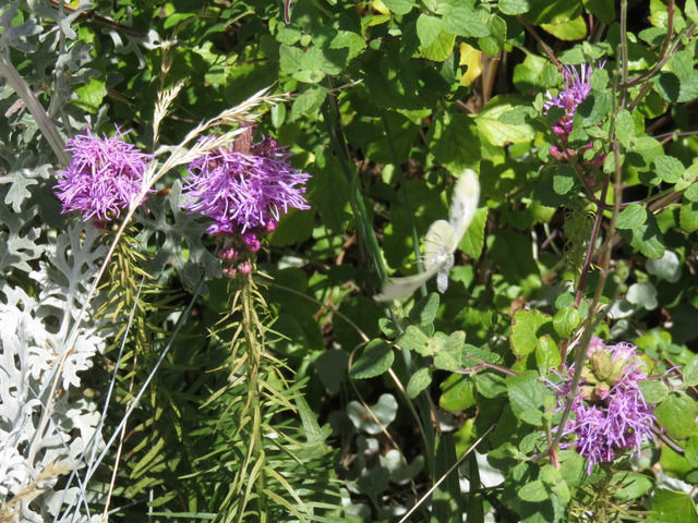 リアトリスの花