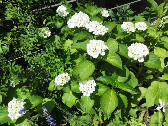 白いアジサイの花