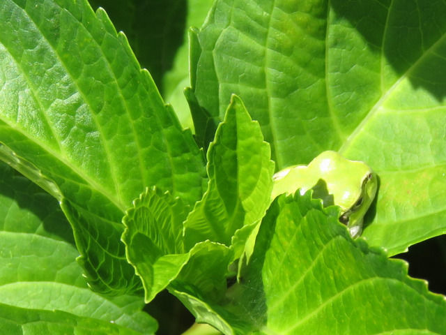 アジサイの葉っぱで寝ているアマガエル
