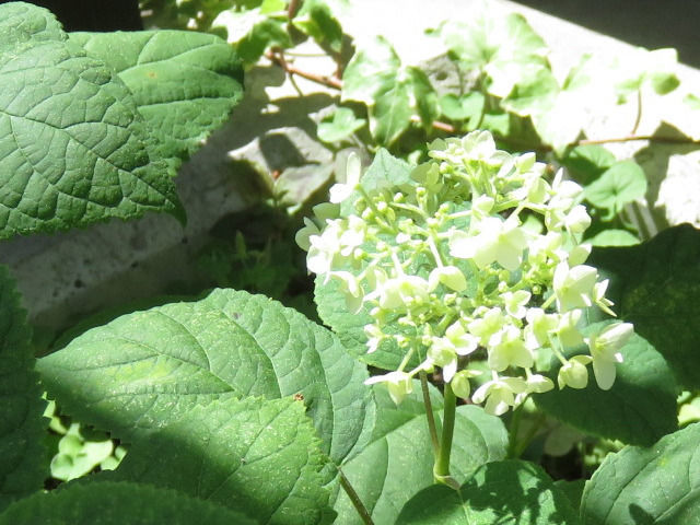 アナベルのつぼみのアップ