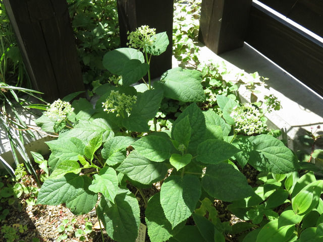 アナベルの全体