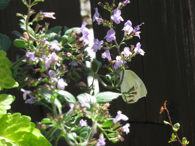 モンシロチョウとカラミンサ ネペタの花