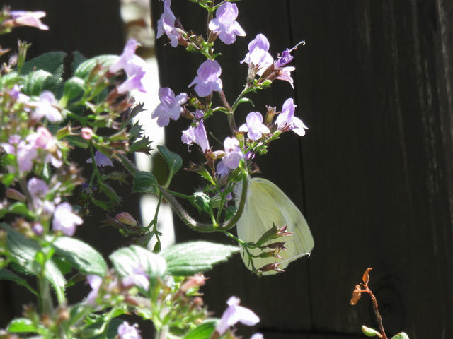 ネペタ カラミンサにとまるモンシロチョウ