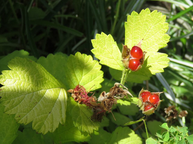 ルブス・サンシャインスプレンダーの赤い実