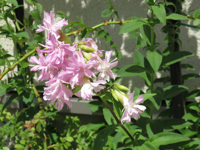 八重のソープワートの花