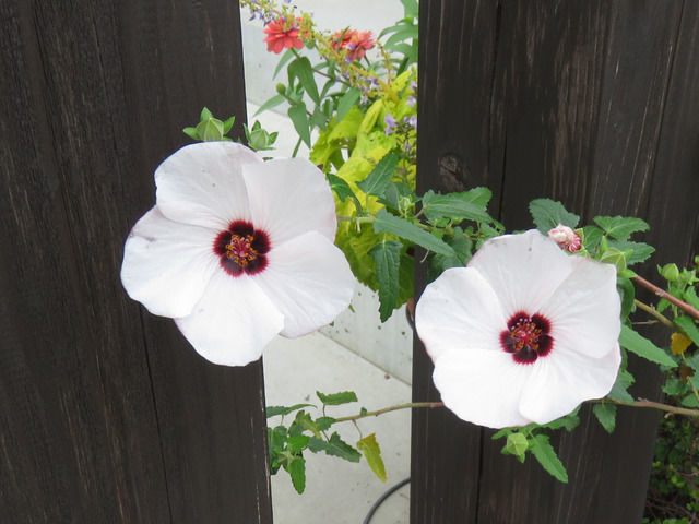 タカサゴフヨウの花