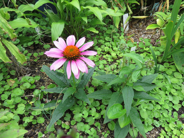 ピンクのエキナセアの花