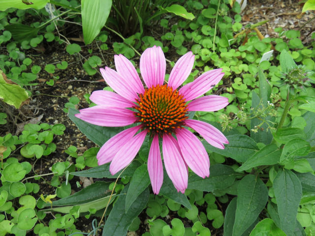 ピンクのエキナセアの花アップ