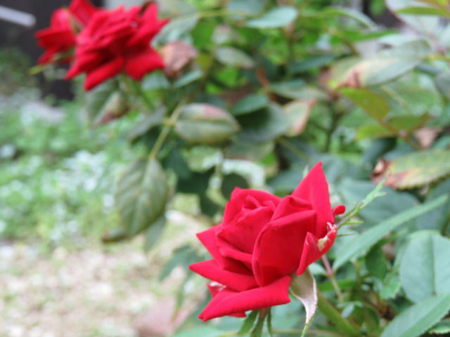 赤いミニバラの花のアップ
