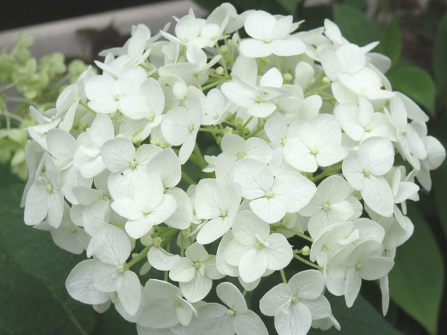 アナベルの花のアップ