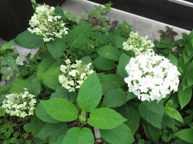 アナベルの咲いている様子全体