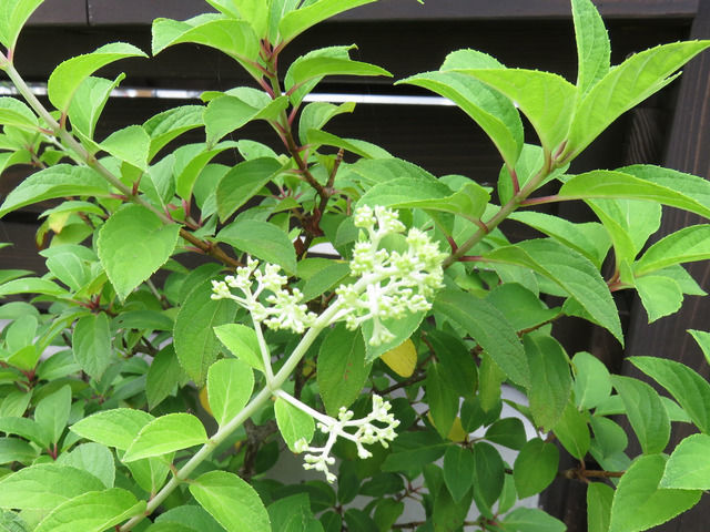 ノリウツギ リトルライムのつぼみ
