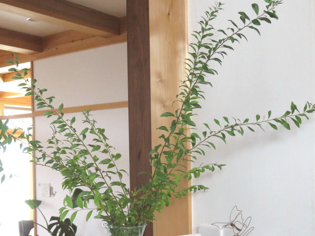 キッチンカウンターの上に飾ったユキヤナギの剪定枝