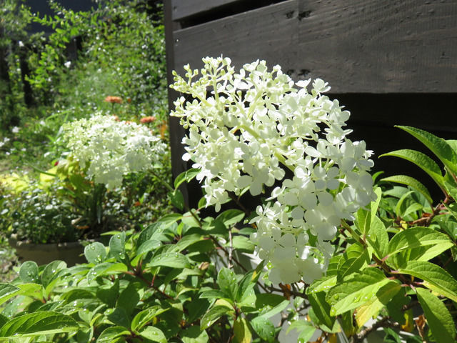 ノリウツギの花