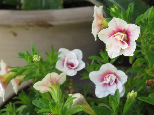 八重咲きのカリブラコアの花