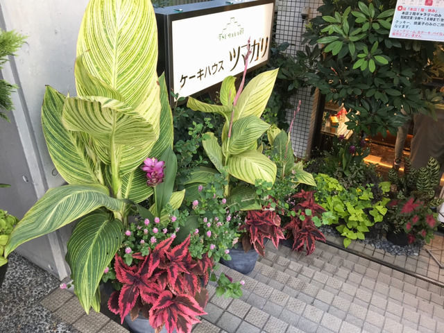 ツマガリ本店の寄せ植え カンナベンガルタイガー