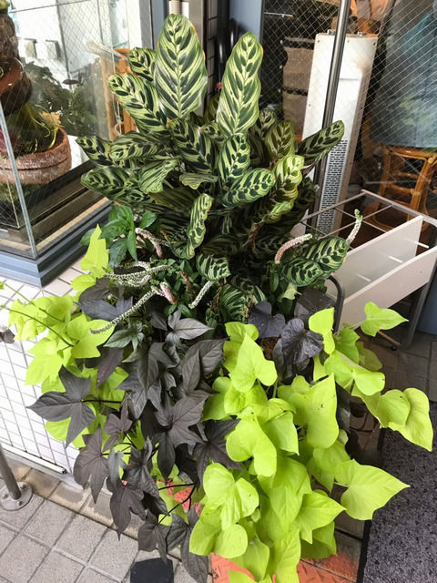 ツマガリ本店の寄せ植え イポメア