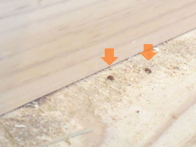 畳の裏に居たシバンムシ