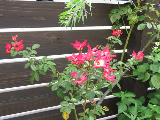 カクテルの夏の花