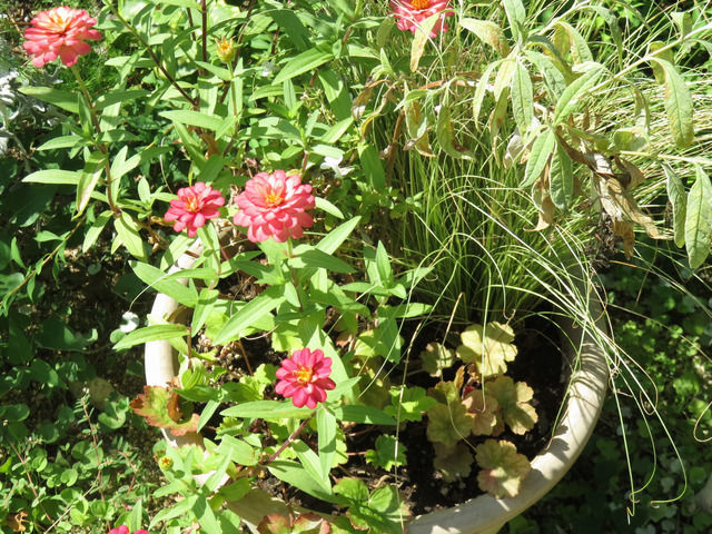 植え替えた寄せ植え ジニア カレックス ヒューケラなど