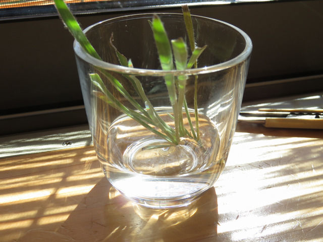 グラスで水揚げしているクラスペディア グロボーサの挿し芽