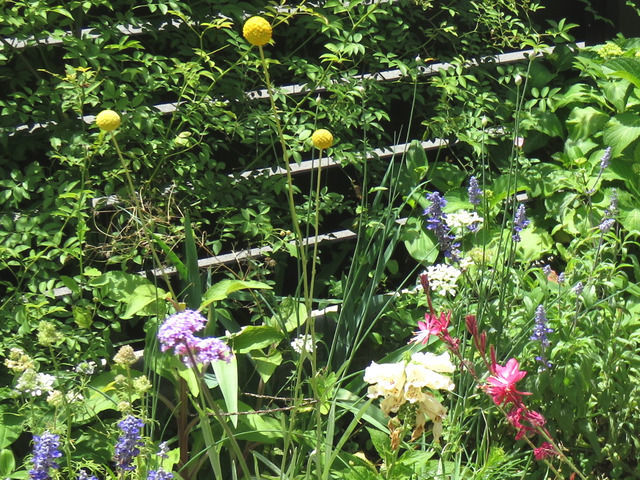 2019年5月に開花したクラスペディア グロボーサの花 ブルーサルビア ジギタリス