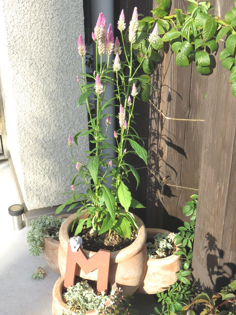 ストロベリーポットに植えたケイトウ